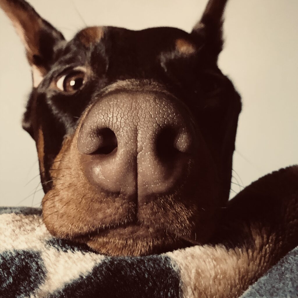 therapy doberman dog looking into camera