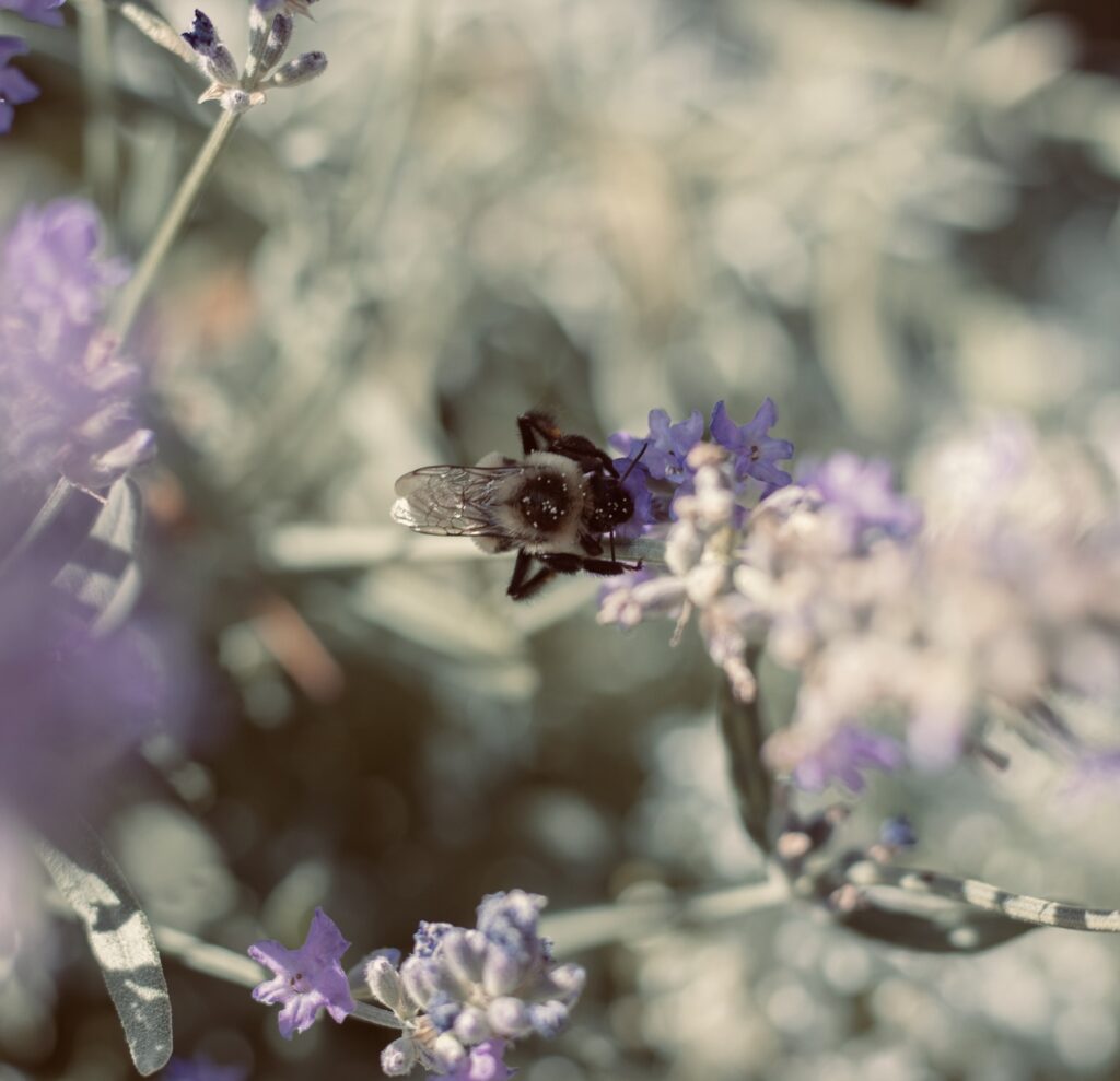bee pollinating purple and yellow flowers taken by Oshawa psychotherapist
